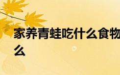 家养青蛙吃什么食物 家养青蛙需要注意些什么