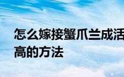 怎么嫁接蟹爪兰成活率高 嫁接蟹爪兰成活率高的方法