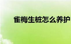 雀梅生桩怎么养护 雀梅生桩养护教程