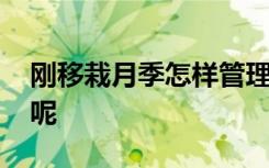 刚移栽月季怎样管理 月季刚移栽的如何管理呢