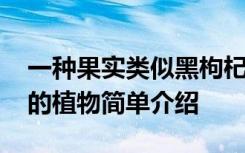 一种果实类似黑枸杞的植物 果实类似黑枸杞的植物简单介绍