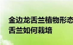 金边龙舌兰植物形态及栽培方法介绍 金边龙舌兰如何栽培