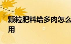 颗粒肥料给多肉怎么用 颗粒肥料给多肉如何用