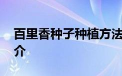 百里香种子种植方法 百里香种子种植方法简介