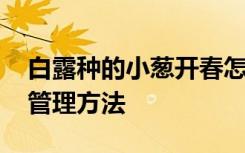 白露种的小葱开春怎么管理 白露种的小葱开管理方法