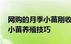 网购的月季小苗刚收到怎么处理 网购的月季小苗养殖技巧