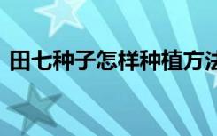 田七种子怎样种植方法 田七种子的种植方法