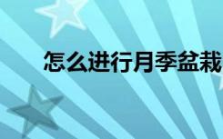 怎么进行月季盆栽 如何进行月季盆栽