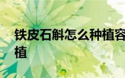 铁皮石斛怎么种植容易种吗 铁皮石斛如何种植