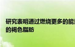 研究表明通过燃烧更多的能量可以增加人体中靠近神经系统的褐色脂肪