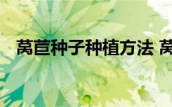 莴苣种子种植方法 莴苣种子种植方法介绍