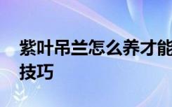 紫叶吊兰怎么养才能更旺盛 紫叶吊兰的养殖技巧