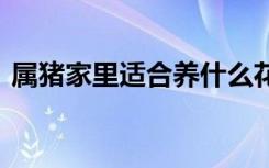 属猪家里适合养什么花 属猪家里适合养啥花