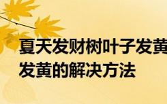 夏天发财树叶子发黄怎么办 夏天发财树叶子发黄的解决方法