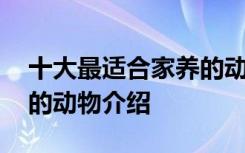 十大最适合家养的动物有哪些 十大适合家养的动物介绍