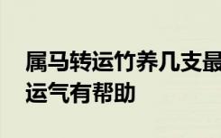 属马转运竹养几支最旺运 转运竹养多少支对运气有帮助