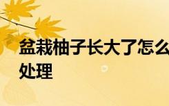 盆栽柚子长大了怎么办 盆栽柚子长大了怎么处理