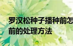 罗汉松种子播种前怎么处理 罗汉松种子播种前的处理方法