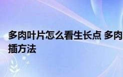 多肉叶片怎么看生长点 多肉叶片怎么看生长点和多肉叶片扦插方法