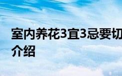 室内养花3宜3忌要切记 室内养花3宜3忌简单介绍