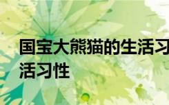 国宝大熊猫的生活习性 国宝大熊猫有什么生活习性