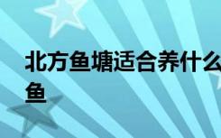 北方鱼塘适合养什么鱼 北方鱼塘适合养哪种鱼