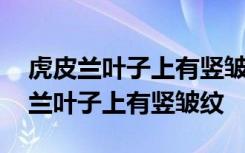 虎皮兰叶子上有竖皱纹怎么办 如何解决虎皮兰叶子上有竖皱纹