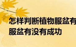 怎样判断植物服盆有没有成功 如何判断植物服盆有没有成功