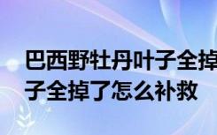 巴西野牡丹叶子全掉了怎么救 巴西野牡丹叶子全掉了怎么补救