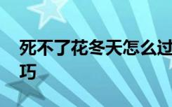 死不了花冬天怎么过冬 死不了花冬天过冬技巧