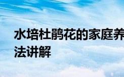 水培杜鹃花的家庭养法 水培杜鹃花的家庭养法讲解