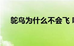 鸵鸟为什么不会飞 哪些原因鸵鸟不会飞