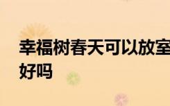 幸福树春天可以放室外吗 幸福树春天放室外好吗