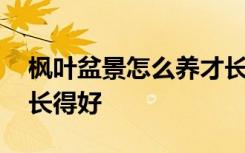 枫叶盆景怎么养才长得好 枫叶盆景如何养才长得好