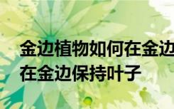 金边植物如何在金边保持叶子 金边植物如何在金边保持叶子