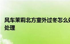 风车茉莉北方室外过冬怎么处理 风车茉莉北方室外过冬如何处理