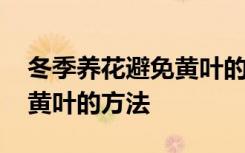 冬季养花避免黄叶的注意事项 冬季养花避免黄叶的方法