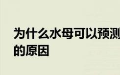 为什么水母可以预测风暴 水母可以预测风暴的原因