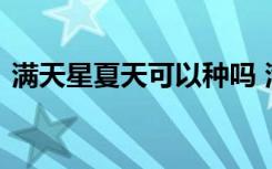 满天星夏天可以种吗 满天星夏天可不可以种