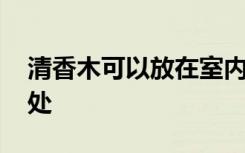 清香木可以放在室内养吗 清香木室内养的好处