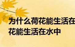 为什么荷花能生活在水中 是什么原因导致荷花能生活在水中