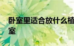 卧室里适合放什么植物 哪种植物可以放在卧室