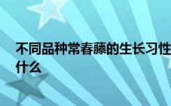 不同品种常春藤的生长习性 不同品种常春藤的生长习性 是什么