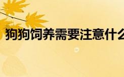 狗狗饲养需要注意什么 狗狗饲养的注意事项