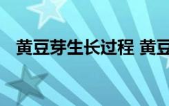 黄豆芽生长过程 黄豆芽生长过程是怎样的