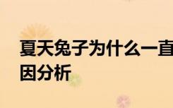 夏天兔子为什么一直抖 夏天兔子一直抖的原因分析