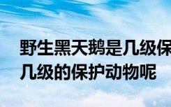 野生黑天鹅是几级保护动物 野生黑天鹅属于几级的保护动物呢