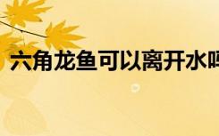 六角龙鱼可以离开水吗 六角龙鱼能离开水吗