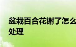 盆栽百合花谢了怎么办 盆栽百合花谢了如何处理