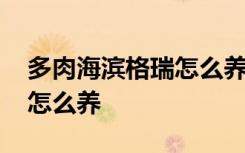 多肉海滨格瑞怎么养才长得好 多肉海滨格瑞怎么养